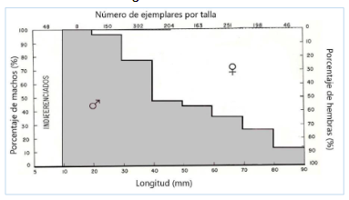 8. Distribución de frecuencias de sexos (machos   y
hembras  ) en función de la longitud de Ctenoides
scaber. 

 