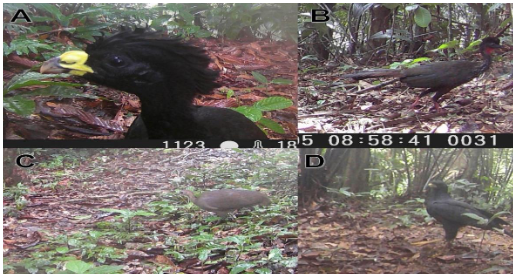 Ejemplo de algunas especies amenazadas debido a la presión antropogénica registradas en la Reserva del Valle Mamoní. A) Crax rubra, B) Penelope purpurascens, C) TINAMU MAJOR Y D) Buteogallus urubitinga.