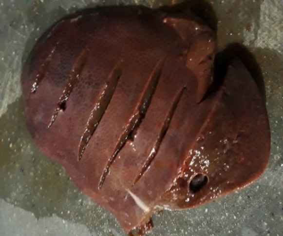 Tejido de hígado fresco colocado en la trampa 