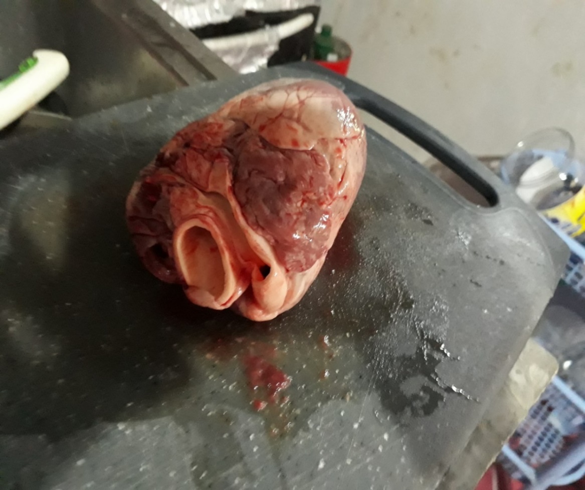  Tejido de corazón colocado en la trampa