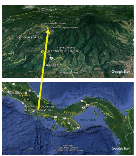 Sitio de colecta, Carretera y bosque secundario, hacia Mount Totumas, Volcan, Provincia Chiriqu&iacute;, Panam&aacute;, 17P G313686 N y 0979913 W, aaltitud 1655 msnm