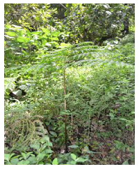 Helecho Macrothelypteris torresiano (Gau) Ching. 1963