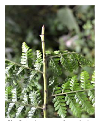 Lesiones en el raquis M. torresiana