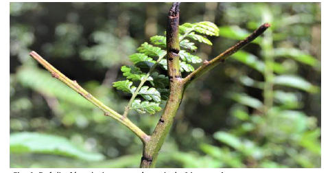 Defoliaci&oacute;n y lesiones en el raquis de M. torresiana