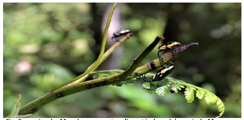 Parejas de Megalopus armatus alimentandose del raquis de M torresiana.