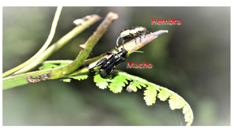 Macho cortejando a la Hembra de Megalopus armatus en el raquis de M. Toresiana.