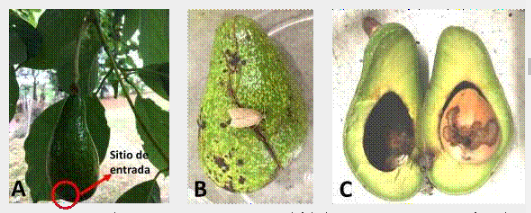 A. Frutos de aguacate P. americana en el árbol con grietas.  B.  S. catefiner sobre fruto de aguacate.  C. Sitio de entrada de la larva S. catefiner hacia la semilla del aguacate