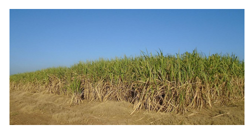  Plantación de caña de azúcar en Panamá.