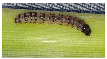Larva de Diatraea sp.
en caña de azúcar en Panamá.