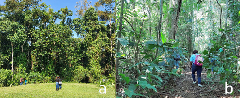 Área del sotobosque denso (a) y parte del sendero cercano
a la zona ribereña (b).