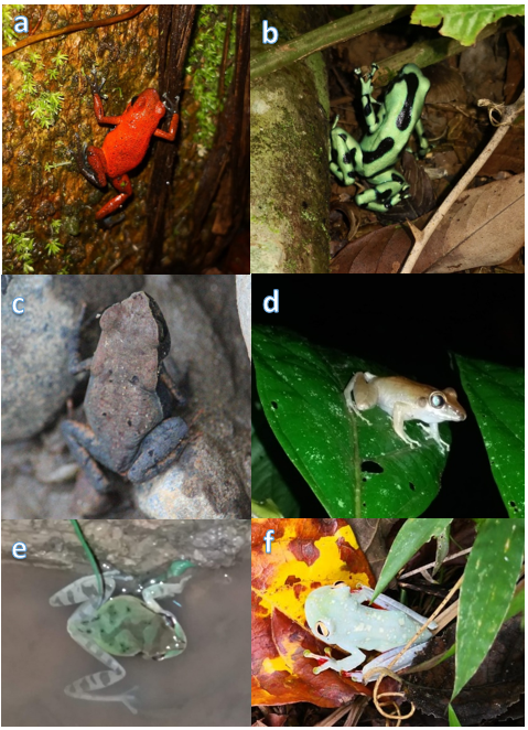 Géneros representativos de las
familias de Anfibios encontradas en el sotobosque denso y zona ribereña. Orden
Anura: a. Oophaga pumilio; b. Dendrobates auratus (Dendrobatidae); c. Rhaebo haematiticus (Bufonidae); d. Craugastor
talamancae (Craugastoridae) e. Smilisca
phaeota; f. Hypsiboas rufitelus (Hylidae).