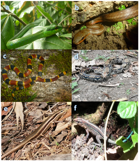 Géneros representativos de las familias de Reptiles encontradas en el
sotobosque denso y zona ribereña. Orden Serpentes: a. Leptophis
ahaetulla; b. Mastigodryas melanolomus (Colubridae); c. Micrurus nigrocinctus (Elapidae); d. Boa constrictor (Boidae).
Orden Squamata: e. Marisora unimarginata (Scincidae); f. Holcosus
festivus; (Teiidae).