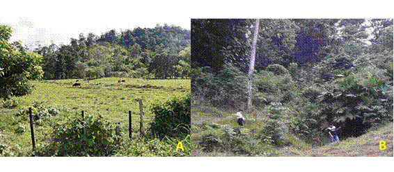 Fragmentación para uso agropecuario (A), zona de arbustos, Transecto 4 (B)