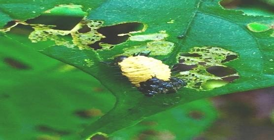 larva de T. quadrivittata