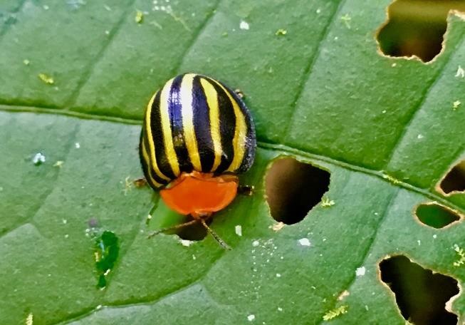 Adulto de T. quadrivittata 

defoliando hoja de I. philomega.