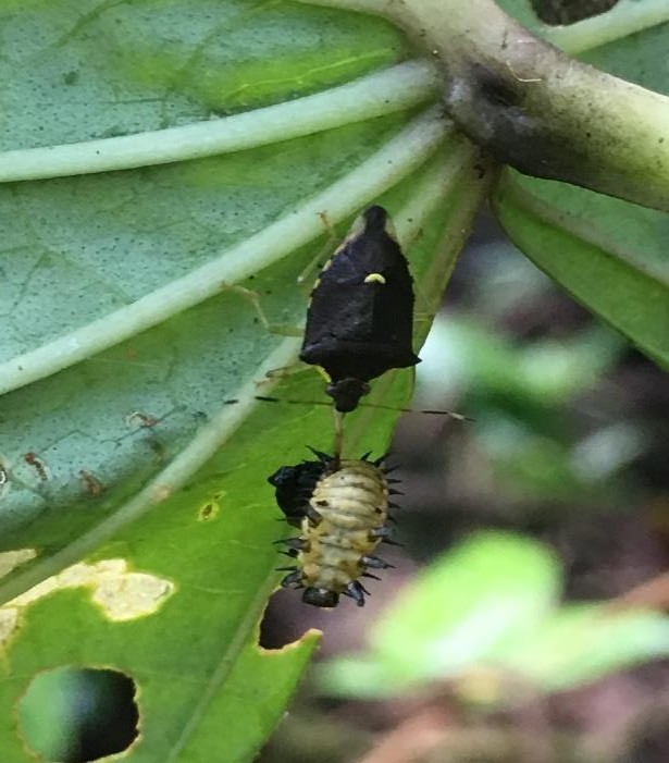 Larva de T. quadrivittata depredada
por el chinche Mormidea notulata (Heteroptera: Pentatomidae) en el envés de la hoja de I. philomega.