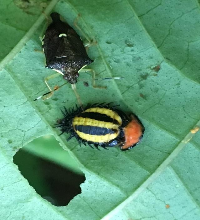 Pupa de T. quadrivittata depredada por el chinche Mormidea
notulata (Heteroptera: Pentatomidae) en el envés de la hoja de I. philomega.