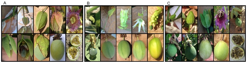 Em condições de campo as fenofases das progênies A: BRS Maracujá Maçã (BRS MM) da espécie Passiflora maliformis. B:  BRS Pérola do Cerrado (BRS PC) da espécie Passiflora setacea. C: BRS Sertão Forte (BRS SF) da espécie Passiflora cincinnata.