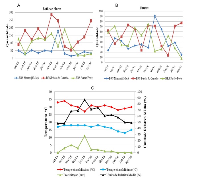 Análise
de produção de botões mais flores (A) e frutos (B) ao longo do ano das progênies
BRS Maracujá Maçã (BRS MM), BRS Pérola do Cerrado (BRS PC) e BRS Sertão Forte
(BRS SF). C - Curva da média da Temperatura Máxima e Temperatura Mínima (°C),
Precipitação (mm) e Umidade Relativa (%) para o período de Setembro de 2015 a
Agosto de 2016.