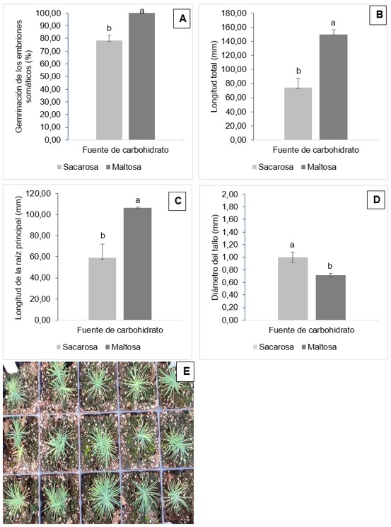 Germinación (%) de embriones
somáticos de Pinus halepensis Mill. (A) y las características
morfológicas de las plántulas: longitud total (mm) (B), longitud de la raíz
principal (mm) (C) y diámetro del tallo (mm) (D). Plántulas aclimatadas
obtenidas a partir de embriones somáticos germinados en medio suplementado con
30 gL-1 de maltosa, barra=2 cm (E). Las
barras indican errores estándar. Las diferencias significativas en p≤0,05 se indican mediante
letras diferentes.