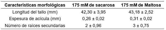 Características morfológicas
de plántulas somáticas de Pinus halepensis Mill. desarrolladas a partir de líneas celulares embriogénicas y
germinadas en un medio de cultivo suplementado con diferentes carbohidratos
(M±EE).