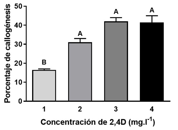 Evaluación de la concentración de 2,4D en la formación de callos embriogénicos a partir de semillas maduras de arroz. Los resultados son la media de dos ensayos independientes +/- SEM y el análisis estadístico corresponde a un ANOVA de una vía con test de Tukey, p<005.