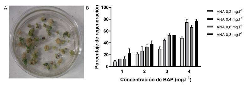 Determinación de la concentración de
fitohormonas para la regeneración de parte aérea. A- Brotes verdes en callos
embriogénicos luego de 45 días en medio de regeneración con la concentración
más alta de hormonas. B- Porcentaje de regeneración de parte aérea a distintas
concentraciones de BAP y ANA. Los resultados son la media de dos ensayos
independientes +/- SEM.