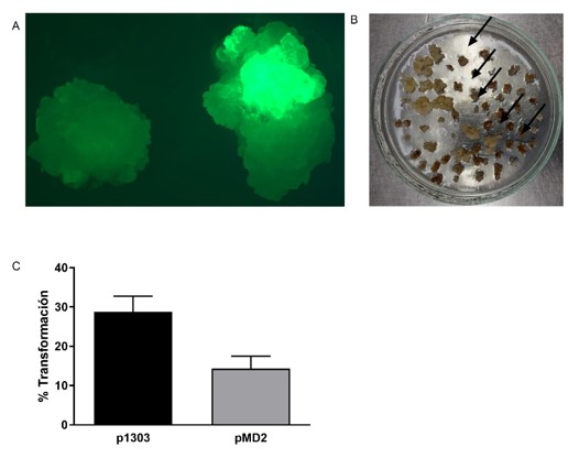 Transformación
de callos embriogénicos con A. tumefaciens ATHV. A- Callos transformados
con el plásmido p1303, a la izquierda se observa un callo control sin
transformar y a la derecha un callo transformado con fluorescencia. B- Callos
transformados con el plásmido pMD2, las flechas señalan algunos callos
resistentes a la selección con higromicina. C- Porcentajes de transformación
utilizando ambos plásmidos. Los resultados son la media de entre 5-7 réplicas
independientes +/- SEM.