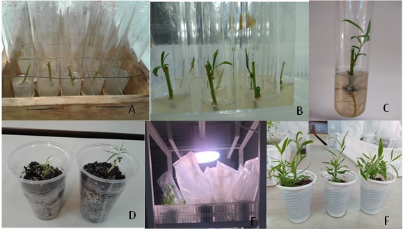 Ensayo MJ2. Microestaquillado de S. humboldtiana a partir de secciones nodales de material juvenil de estaquillas
en medio de cultivo WPM/2 sin reguladores de crecimiento.A. Microestacas. B.
Microestacas con elongación de brotes. C. Microestaca enraizada. D.Vitroplantas.
E. Vitroplantas en aclimatación. F. Plantas de S. humboldtiana aclimatadas.
