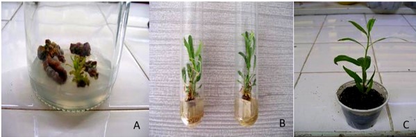 Ensayo HO. Organogénesis
indirecta a partir de hojas de Salix humboldtiana  obtenida en un medio de cultivo MS suplementado con BAP 1mg.L-1 y ANA 0.5 mg.L-1.Los
callos se subcultivaron a un medio MS con BAP 1mg/L-1 y ANA 1 mg.L-1.
A. Callos organogénicos. B. Brotes enraizados. C. Vitroplantas de S. humboldtiana aclimatadas.