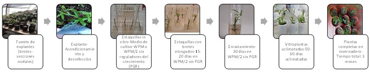 Protocolo de la micropropagacion
por organogénesis directa de S. humboldtiana. Desde la introducción del explante in vitro hasta la obtención de plantas completas.