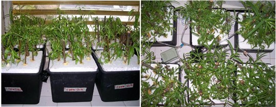 Aspecto de la parte aérea de las plantas de Salix humboldtiana  sometidas al ensayo de tolerancia a diferentes concentraciones de cobre.