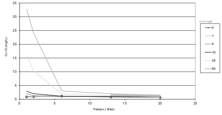 Variación de la concentración de Cu+2 en mg.L-1.Ensayos
con estacas enraizadas de S. humboldtiana colocadas
en soluciones con 0 a 50 mg/L de cobre
durante 20 días.