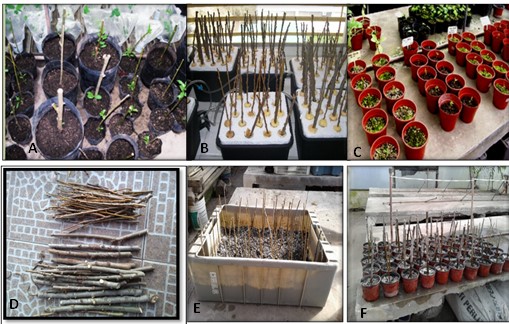 Ensayos de macropropagación de S. humboldtiana. Se utilizaron diferentes tamaños
de estacas, tratamientos, sustratos y envases de acuerdo a lo explicado en
Metodología. A. Ensayo 1. Estacas de S.humboldtiana en sustrato constituido por una mezcla de
tierra-perlita-vermiculita. B.Ensayo 2. Estacas de S. humboldtiana en
un sistema hidropónico. C.Ensayo 3. Estaquillas de 0,1-0,2 cm de diámetro y
4-5 cm de largo. Se probaron dos sustratos: una mezcla de tierra-perlita y tierra-arena.D. Material de propagación del ensayo 4.E. Ensayo 4. Estaquilas de 30-35cm de
largo y 0,1-0,2 cm de diámetro en sustrato, mezcla de tierra y perlita (6:4). F. Ensayo 4. Estacas de 30-35cm de largo y de 1 cm de
diámetro en sustrato, mezcla de tierra y perlita (6:4).