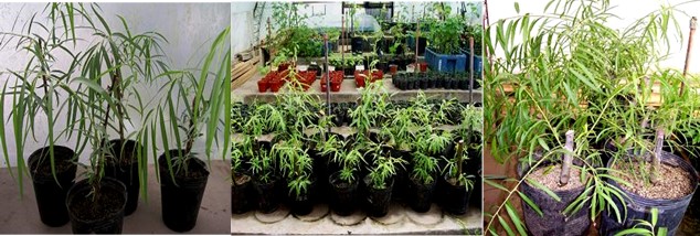 Plantas de Salix
humboldtiana  provenientes del Ensayo
1 (estacas tratadas con agua corriente).