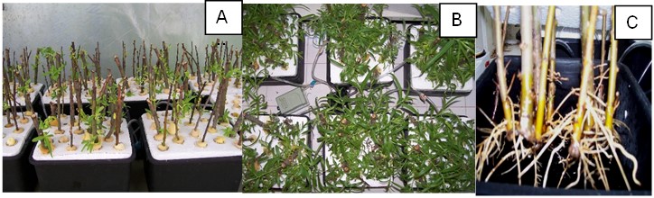 Estacas de S. humboldtiana tratadas
con AIB 50 mg/L en un sistema de hidroponia. A y B: parte aérea. C: raíces
formadas de novo.