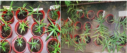 Plantas obtenidas por estaquillado de Salix humboldtiana  en sustrato tierra perlita y tierra-arena.