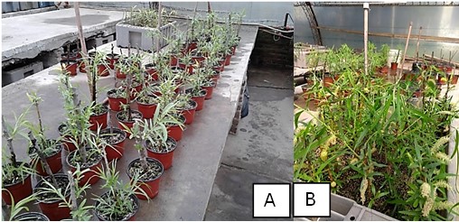Plantas de S. humboldtiana obtenidas a partir de estacas (A) y estaquillas (B).
Para las estacas se utilizó IBA 50 mg/L durante 24 horas y para las
estaquillas, IBA 20 mg/L durante 2 h. Sustrato, mezcla de tierra y perlita
(6:4).