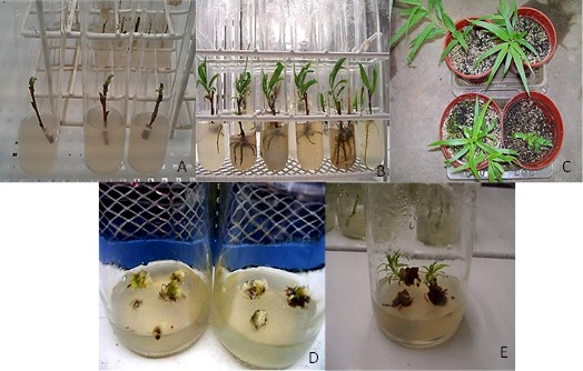 Ensayo MA (material adulto).  Organogénesis directa e indirecta a partir de microestacas
de material adulto de S. humboldtiana. A. Microestacas en medio de
cultivo WPM sin reguladores de crecimiento, con yemas. B. Brotes preformados
elongados y enraizados en el mismo medio de cultivo. C. Vitroplantas
rusticadas. D. Callos
formados en la base de microestacas en medio de cultivo MS con BAP/ANA 1:0,5
mg/L. E. Callo organogénico con brotes adventicios en medio de cultivo MS con
BAP/ANA 1:0,5 mg/L.