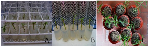 Ensayo MJ1. Organogénesis directa a partir de secciones nodales de
material juvenil de estacas de S. humboldtiana. A. Secciones nodales con brotes.
B. Microestacas con brotes y enraizadas. C. Plantas de S. humboldtiana rusticadas.