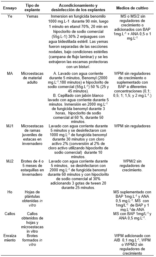 Acondicionamiento y desinfección de explantes y medios de cultivo para la micropropagación de S humboldtiana.