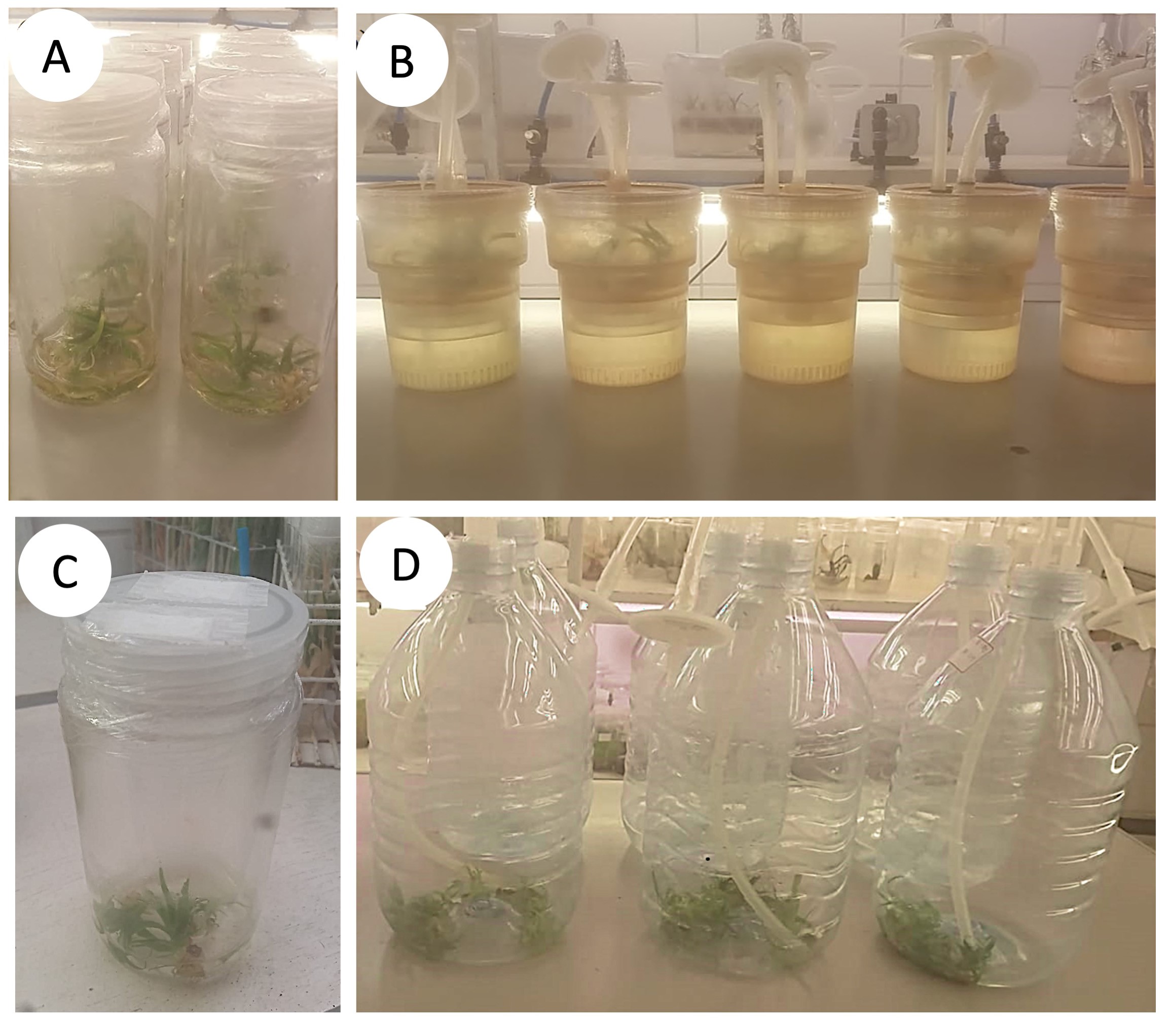 Systems of in vitro culture with permanent and temporary immersion in liquid
culture medium. (A) sealed flasks
(permanent immersion system), (B) RITA®
(temporary immersion system), (C)
glass flask with semipermeable gas membranes (permanent immersion system), and (D) twin-flasks (temporary immersion
system).