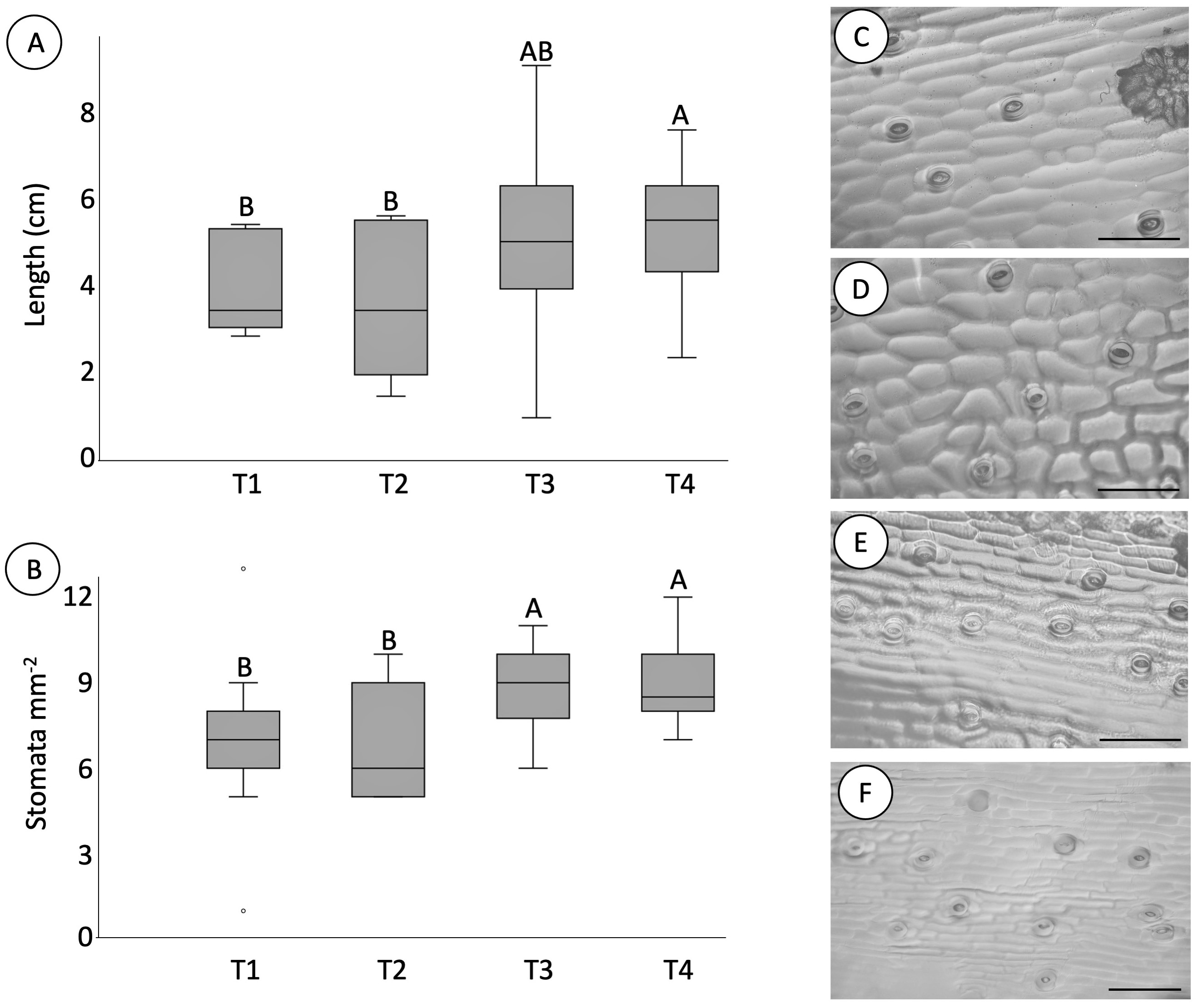 Morphometric
parameters of Ananas comosus plants
after 45 days of cultivation in four different treatments. (A) Length of the longest leaf, in cm. (B) Stomatal density per mm² on the abaxial
surface. (C-F) Stomata at the
abaxial surface were recorded by light microscopy from plants cultivated in (C) sealed flasks (T1); (D) flasks with semipermeable membrane
(T2); (E) RITA® (T3); (F) twin-flasks (T4). In A and B, data represent the mean ± standard error (SE) of four or five
biological replicates (see text for details). Different letters indicate
significant differences at p <
0.05 (Mann-Whitney pairwise test). In C-F,
bars = 100 µm.