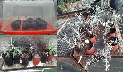 Resultado de las
respuestas a los tratamientos con colchicina. A: esquejes de brotes tratados en
etapa de enraizamiento y aclimatación. B: plantas aclimatadas transferidas a
macetas. C: plantas adultas bajo condiciones de invernáculo estándar. La flecha
indica la fila de clones poliploides.