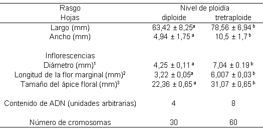  Diferencias en el tamaño de hojas e inflorescencias, contenido
de ADN y número de cromosomas entre la nueva variedad tetraploide y el
individuo original. Diferente indica diferencias significativas (a;b) Prueba de
Tukey (p>0.05).