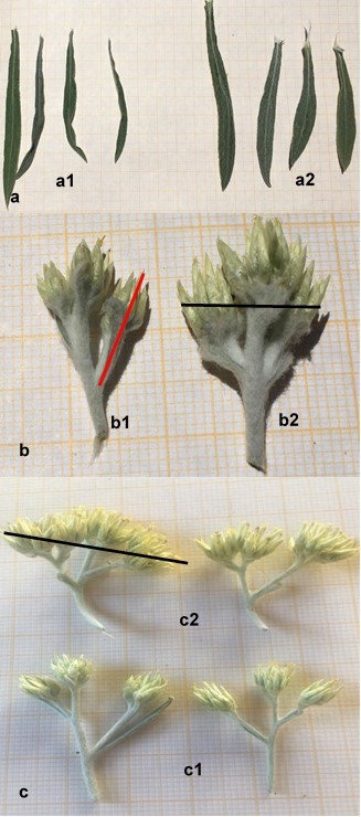 a. Grupo de hojas pertenecientes a una planta diploide (a1) y
tetraploide (a2). b. inflorescencia diploide (b1), la línea roja indica la
longitud de la flor marginal. Inflorescencia tetraploide (b2), la línea negra
indica el diámetro de la inflorescencia. c. apariencia de los extremos
florales, c1) Diploide, c2) Tetraploide, la línea negra indica el diámetro del
ápice floral.