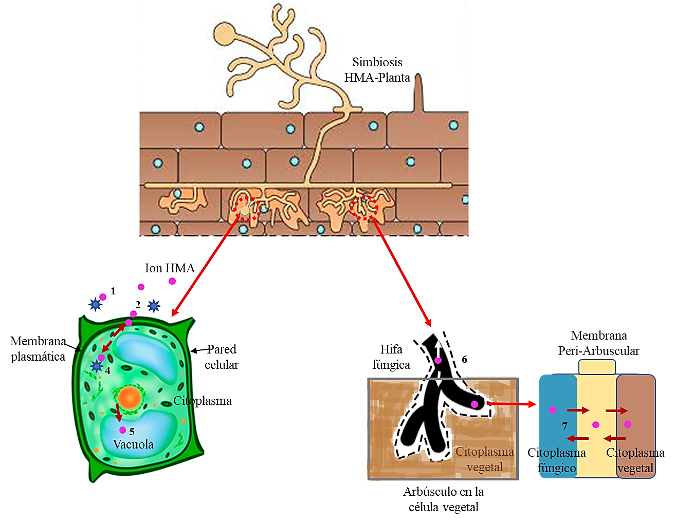 Figura 1. Mecanismo de detoxificaci&oacute;n establecido por dicha simbiosis.