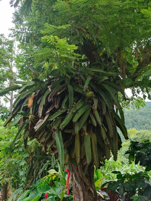 Figura 1. Planta de pitahaya que el productor
cultiva