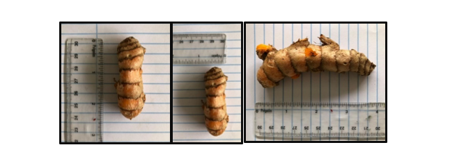Figura 2. Rizomas de c&uacute;rcuma (Curcuma longa)