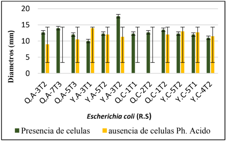 Figura 3. Actividad antimicrobiana de BAL frente a

Escherichia coli (R.S) por los 3 métodos